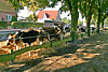Viehmarkt und Kirmes '09