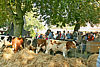 Viehmarkt und Kirmes '09